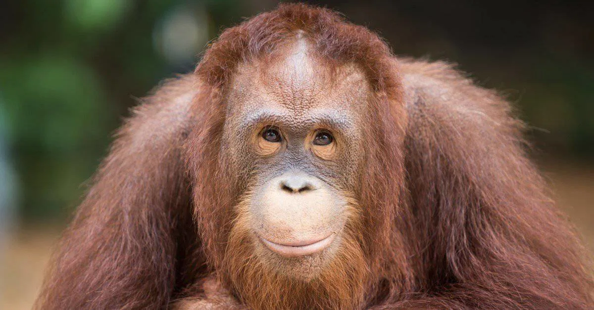 Más inteligentes de lo que creemos: los animales que sorprenden a la ciencia por su increíble capacidad mental