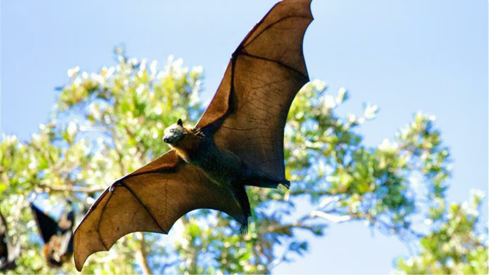 El nuevo coronavirus que inquieta a la ciencia: la “llave” inédita que podría abrir la puerta a futuras pandemias