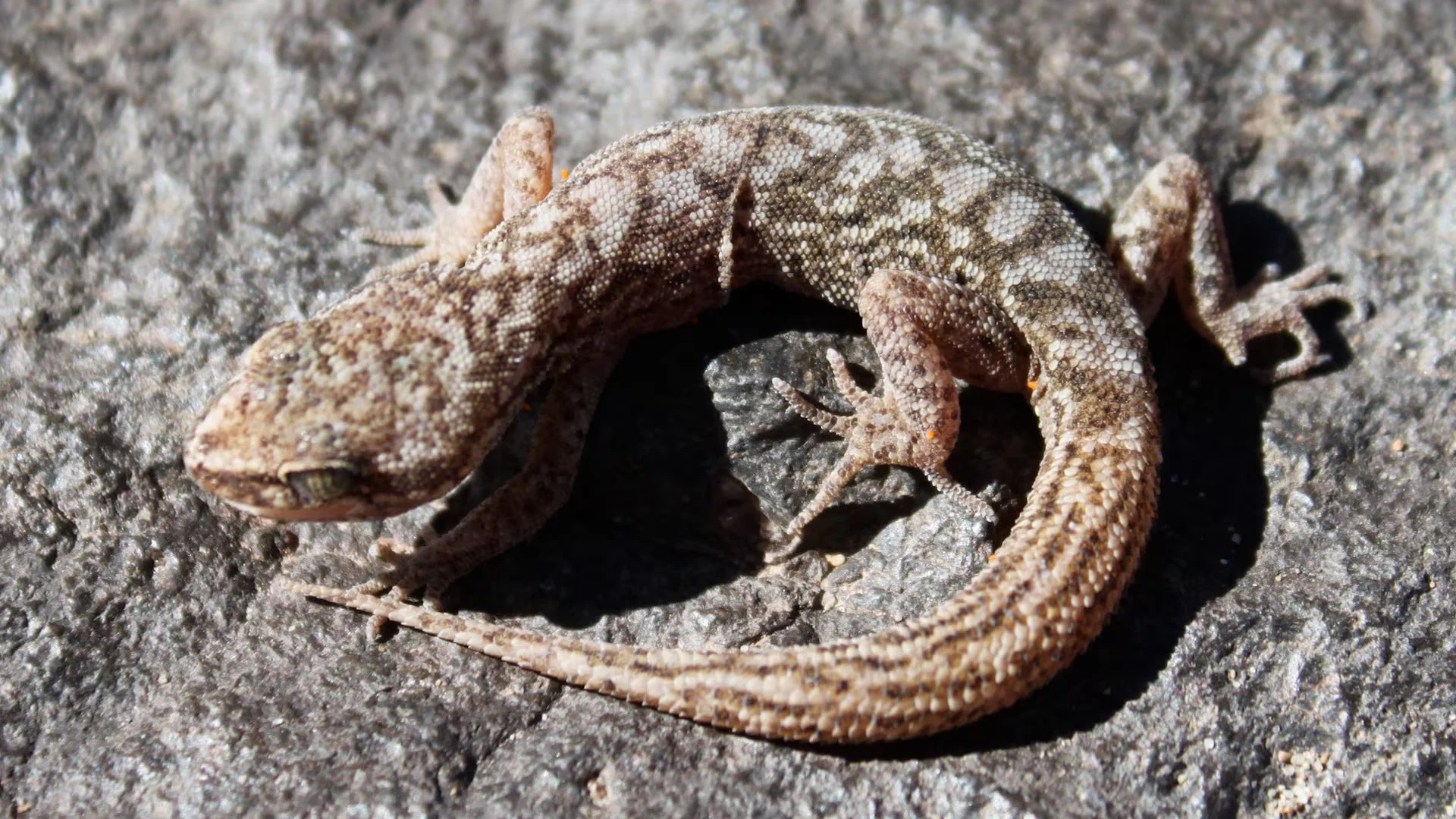 Un gecko oculto en los Andes revela secretos evolutivos y enciende alertas por su supervivencia